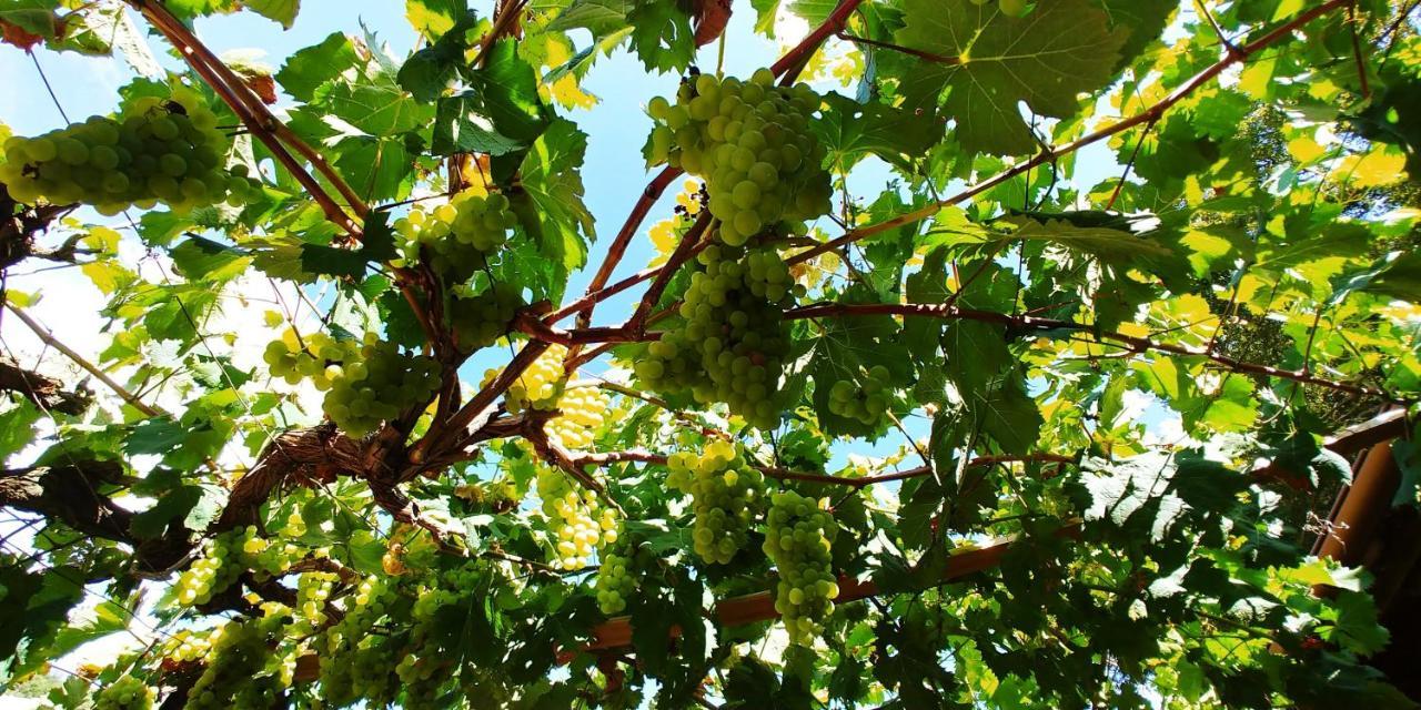 فندق Agricamping Ponteraggio N.1 دولشياكا المظهر الخارجي الصورة